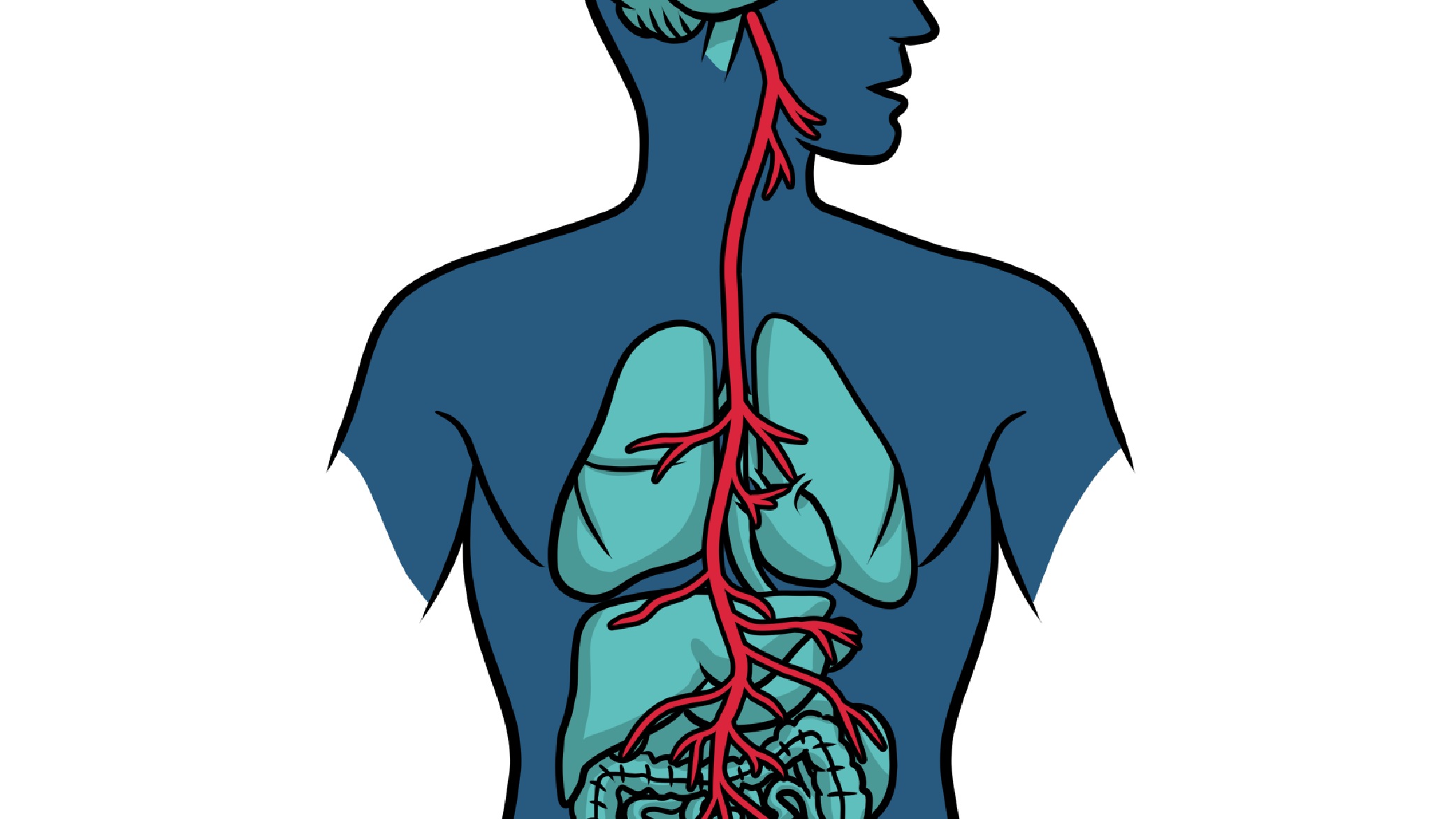 an illustration of the human anatomy showing nerves to indicate staying calm under pressure