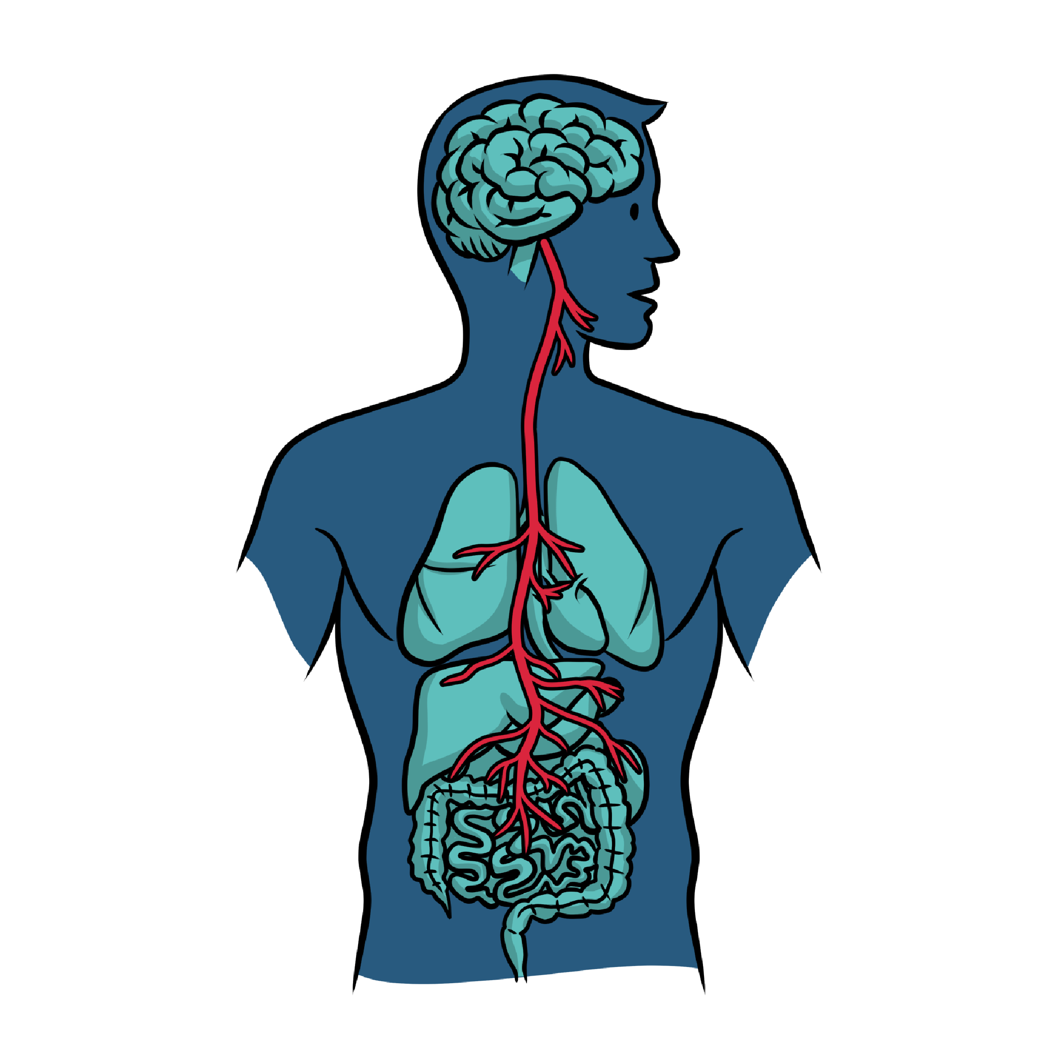 an illustration of the human anatomy showing nerves to indicate staying calm under pressure