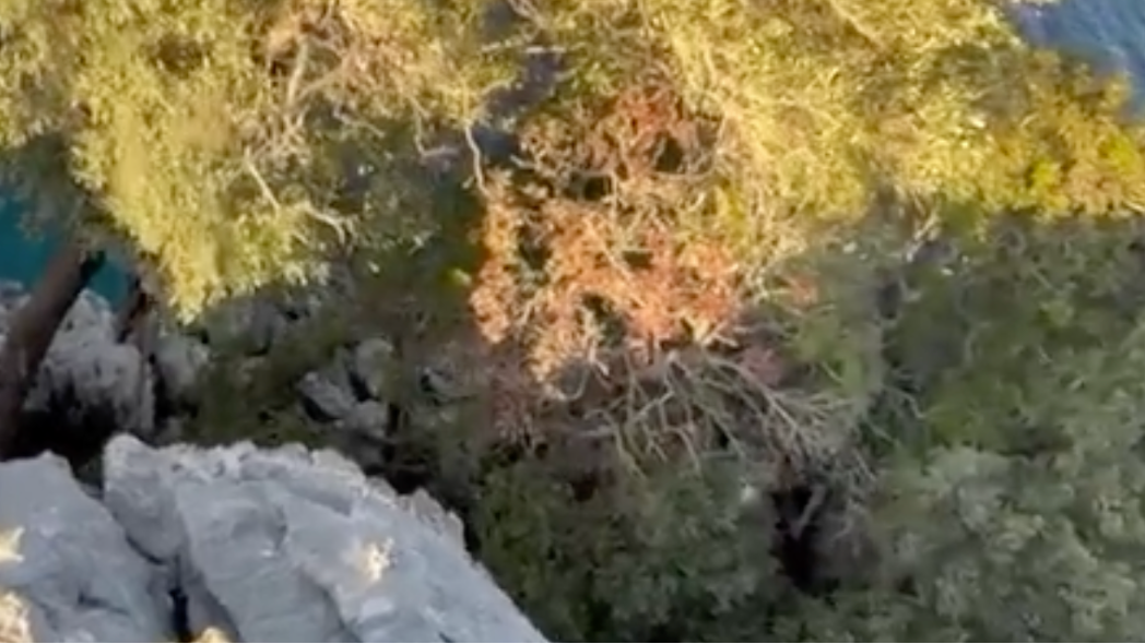 Olive tree on cliff top